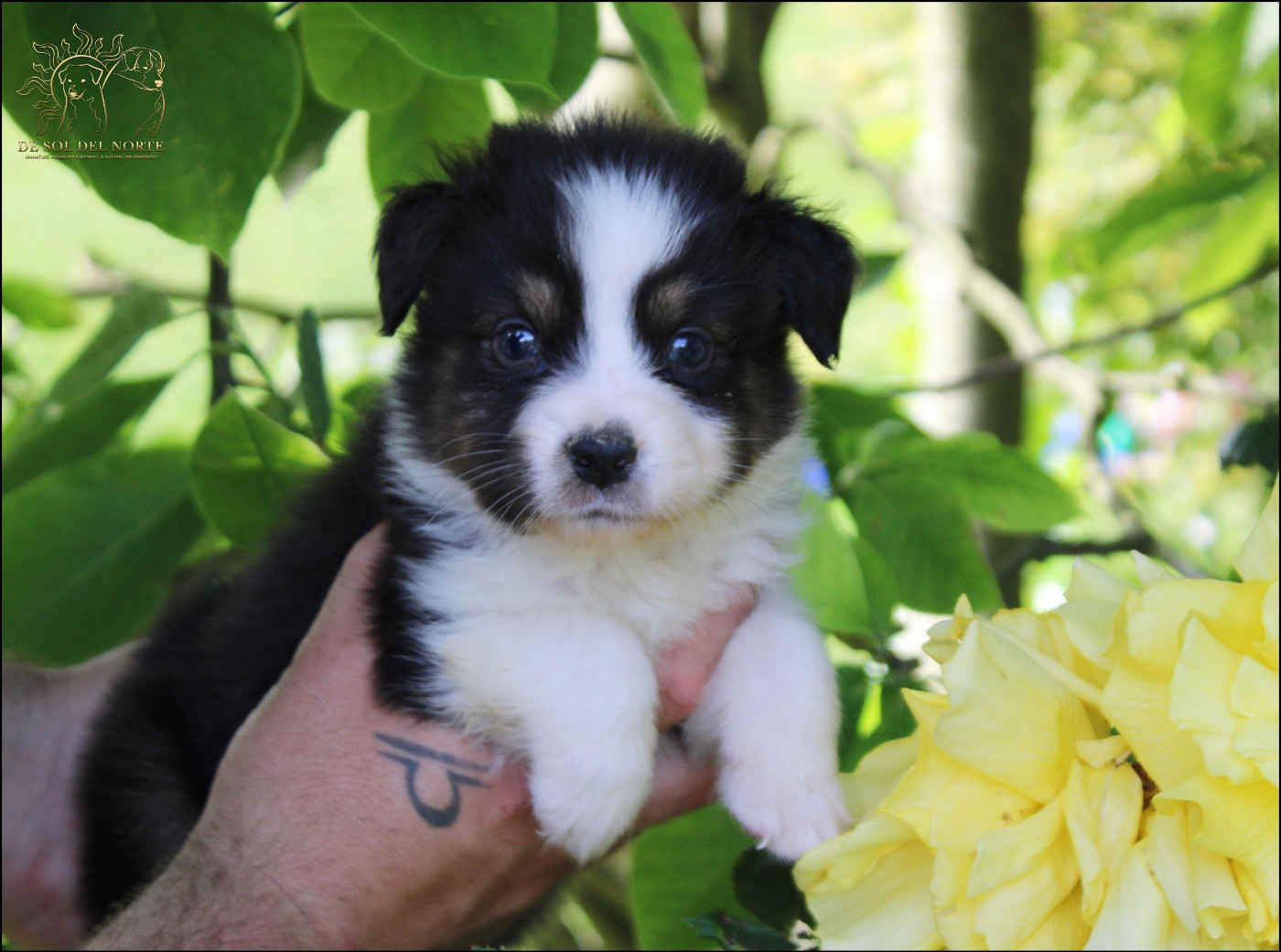 De Sol Del Norte - Chiots disponibles - Berger Australien