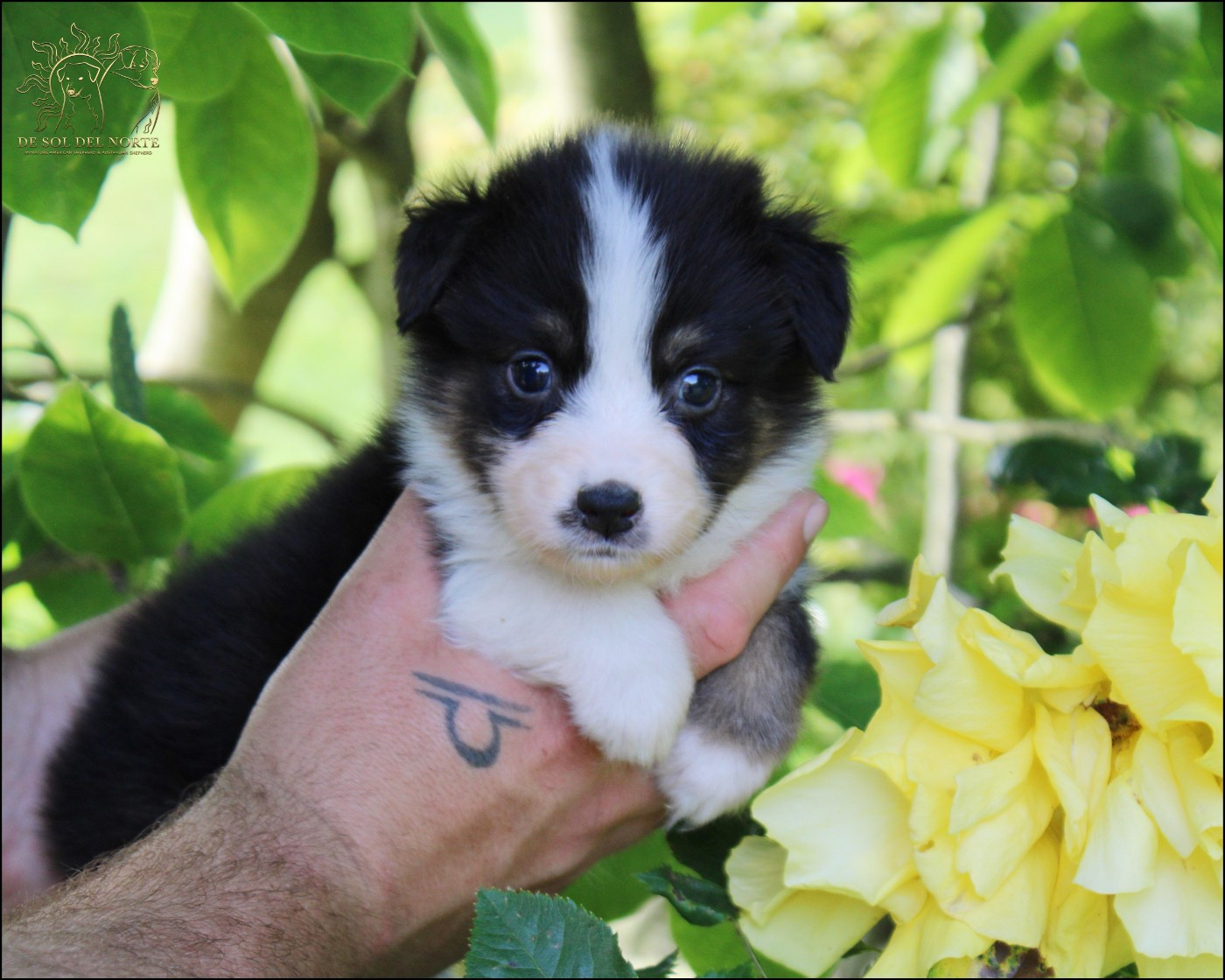 De Sol Del Norte - Chiots disponibles - Berger Australien