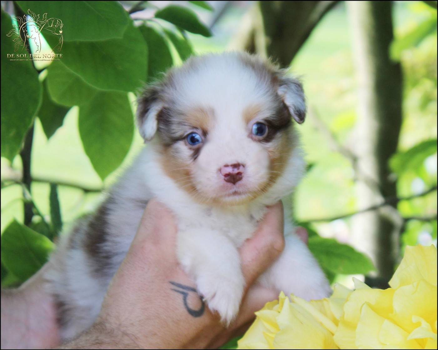 De Sol Del Norte - Chiots disponibles - Berger Australien