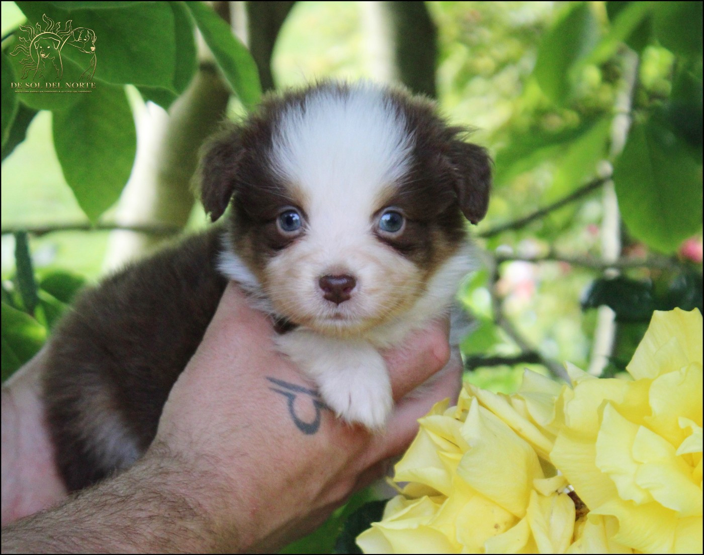 De Sol Del Norte - Chiots disponibles - Berger Australien