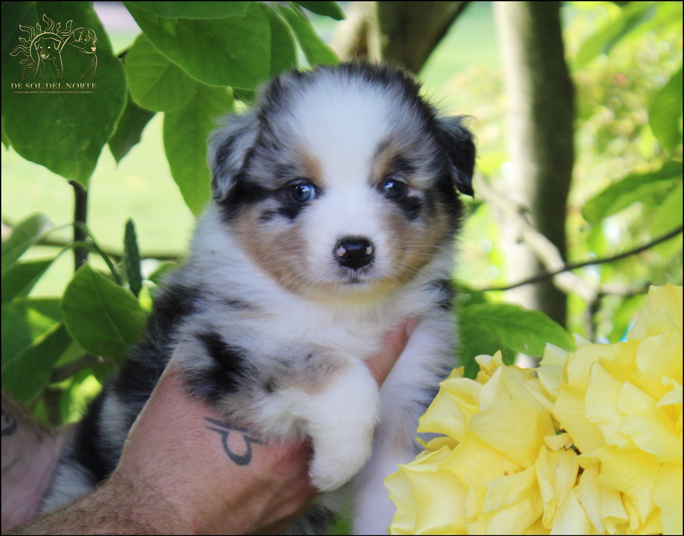 De Sol Del Norte - Chiots disponibles - Berger Australien