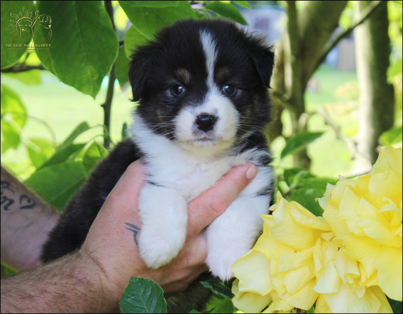 De Sol Del Norte - Chiots disponibles - Berger Australien