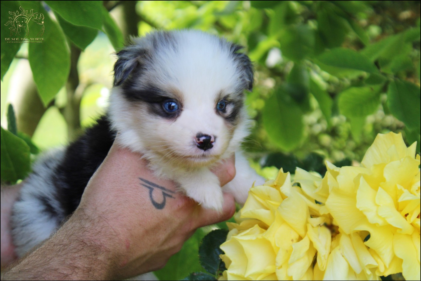 De Sol Del Norte - Chiots disponibles - Berger Australien
