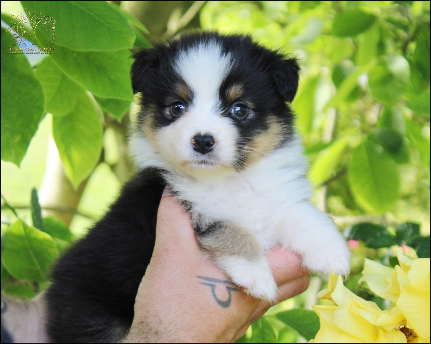 De Sol Del Norte - Chiots disponibles - Berger Australien