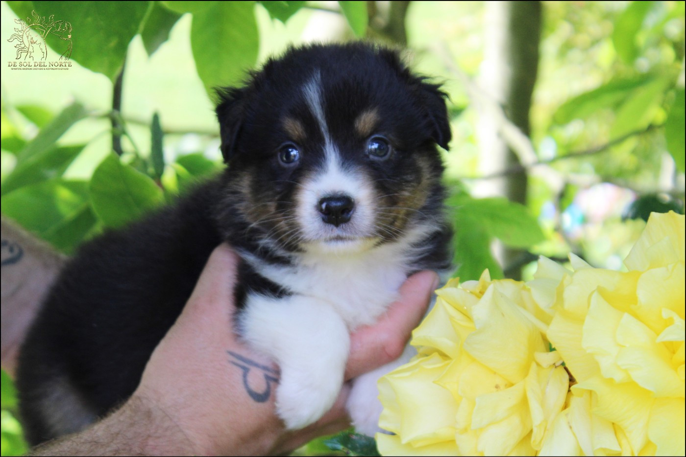 De Sol Del Norte - Chiots disponibles - Berger Australien