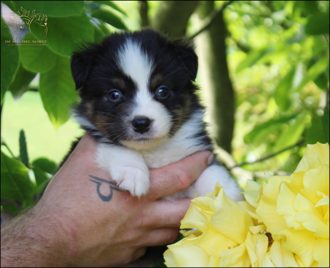 De Sol Del Norte - Chiots disponibles - Berger Australien