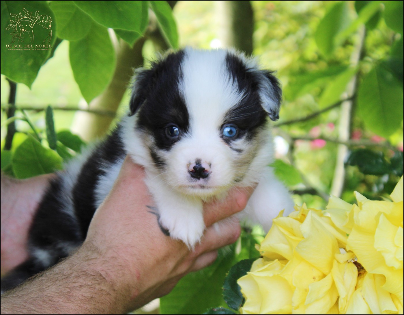 Chiot Berger Australien De Sol Del Norte