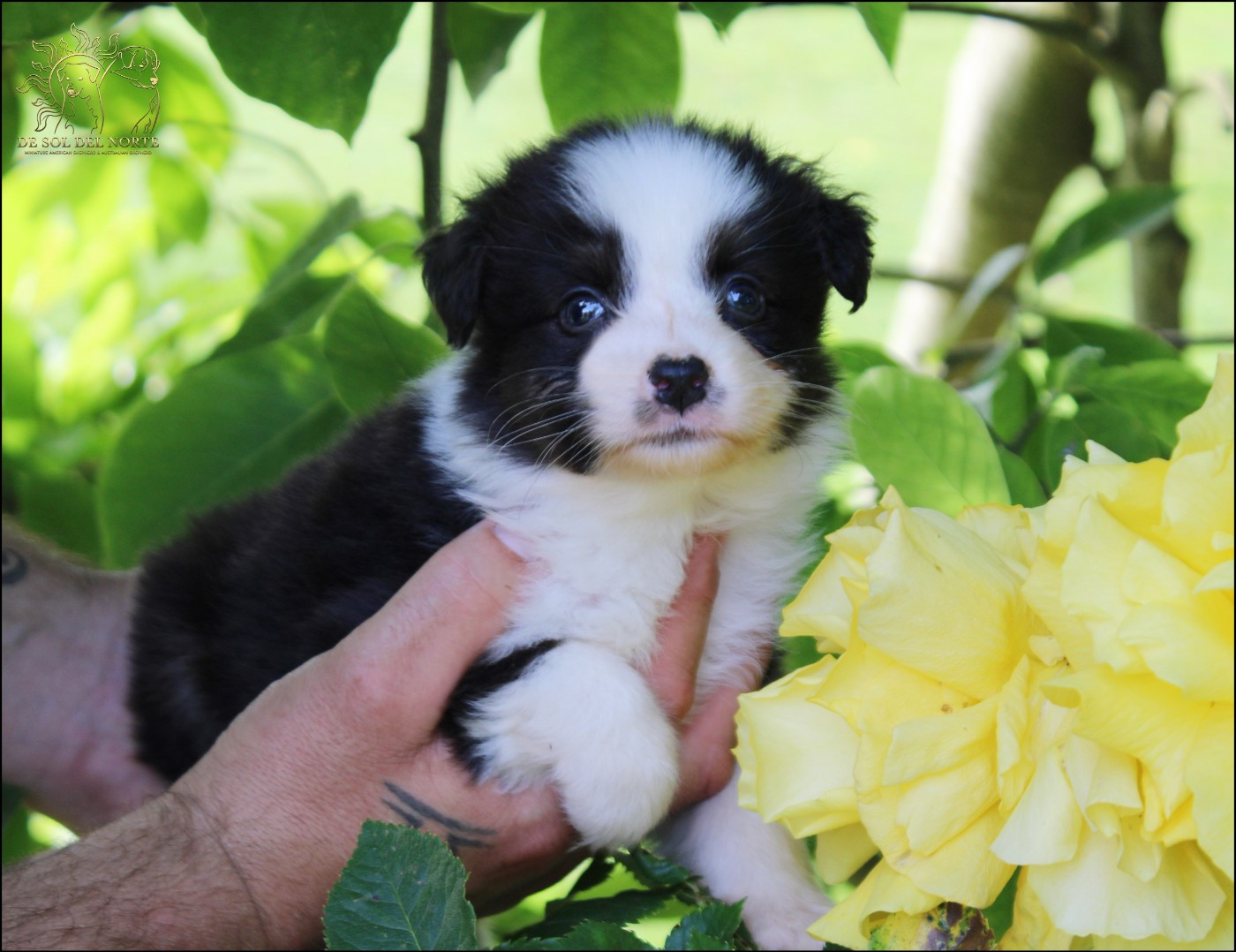 De Sol Del Norte - Chiots disponibles - Berger Australien