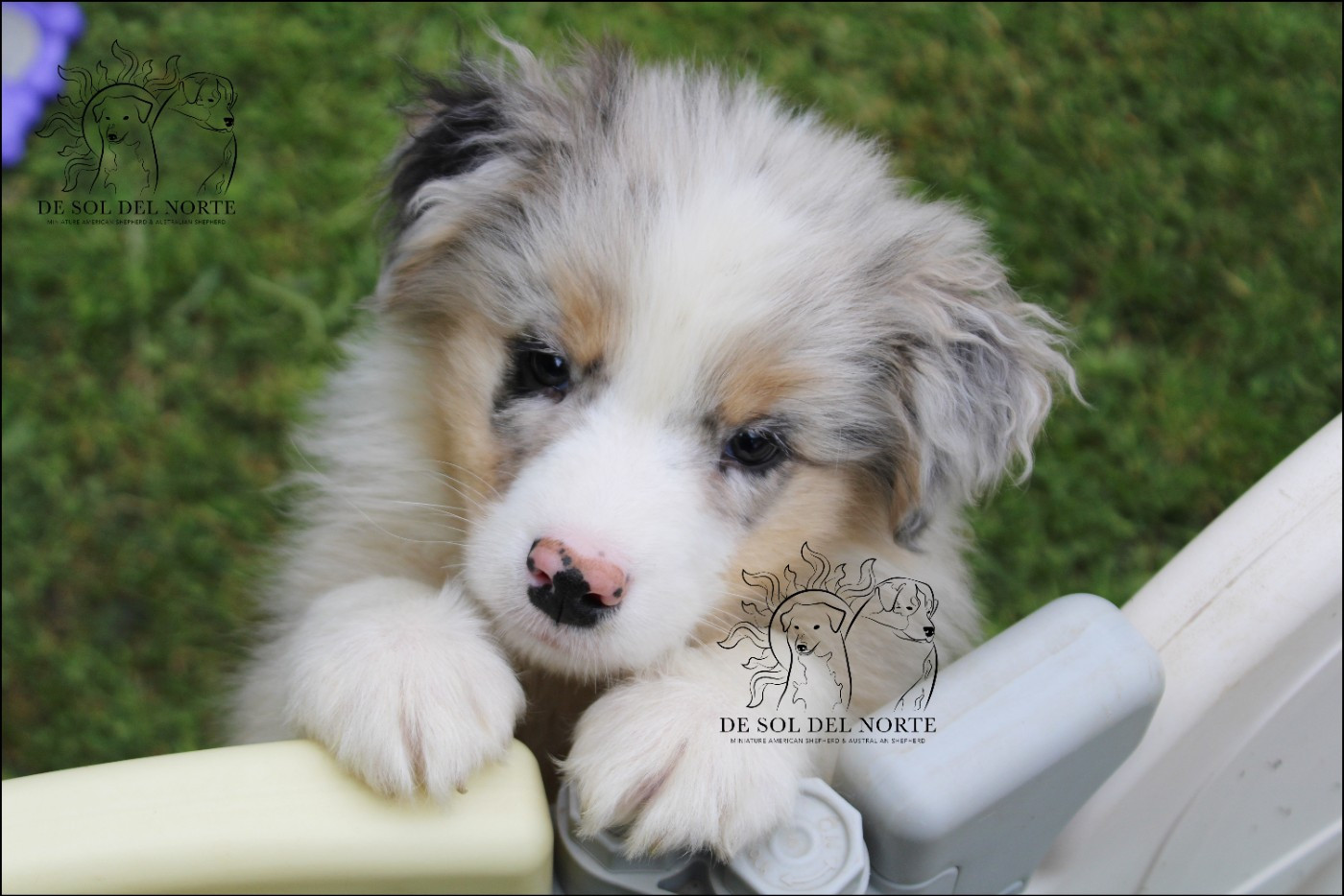 De Sol Del Norte - Chiots disponibles - Berger Australien
