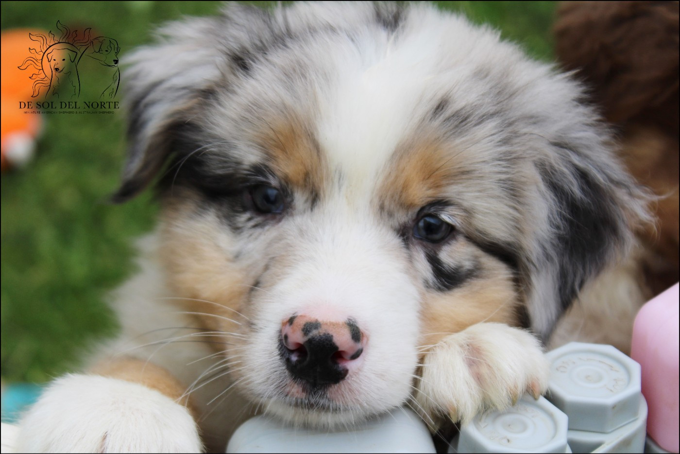 De Sol Del Norte - Chiots disponibles - Berger Australien