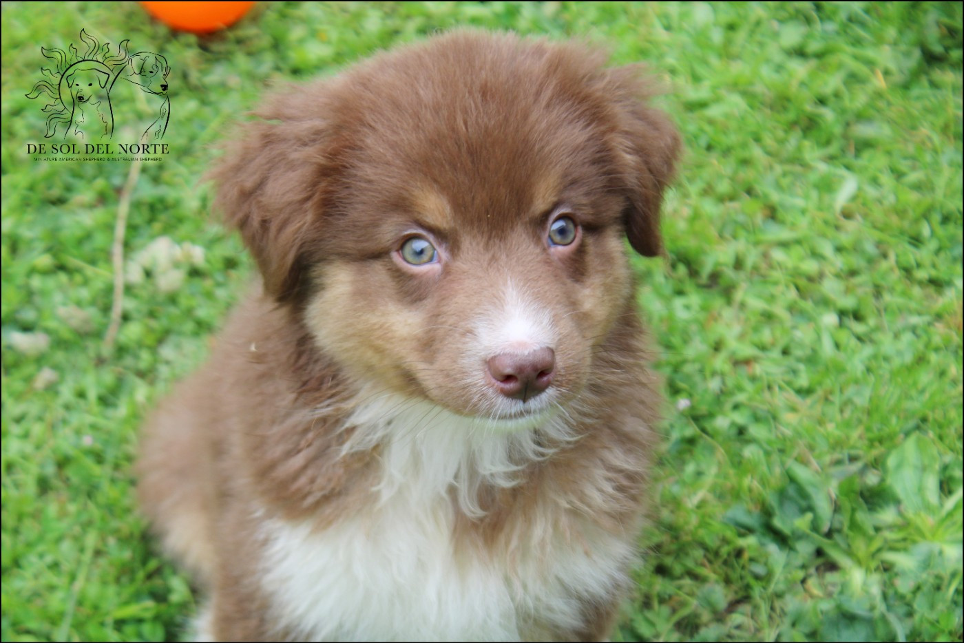 De Sol Del Norte - Chiots disponibles - Berger Australien