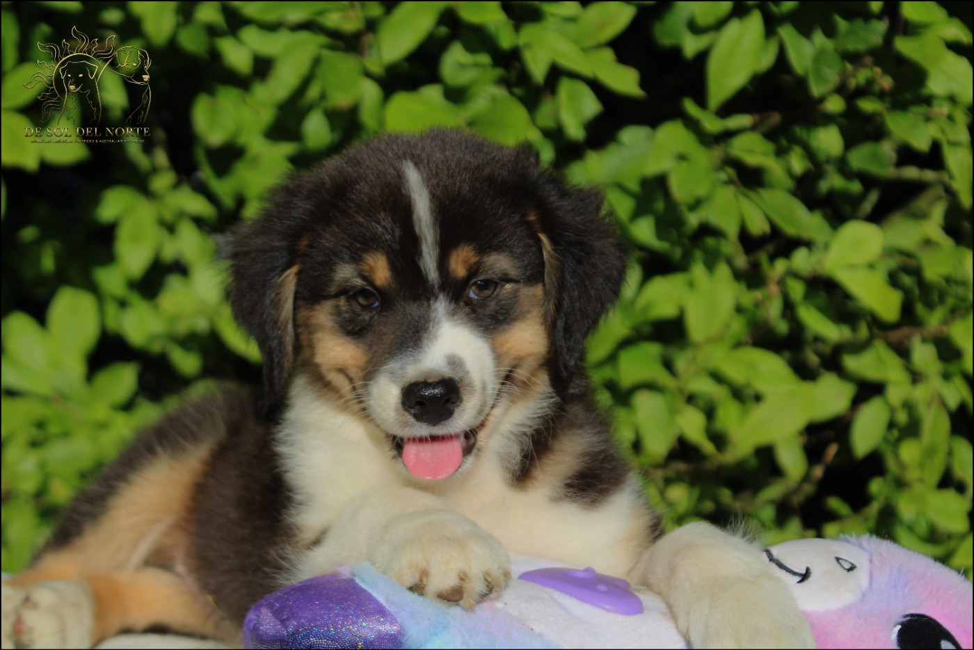 De Sol Del Norte - Chiots disponibles - Berger Australien