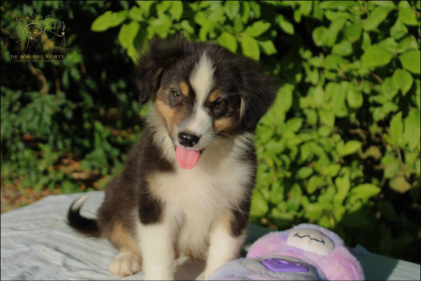 De Sol Del Norte - Chiots disponibles - Berger Australien