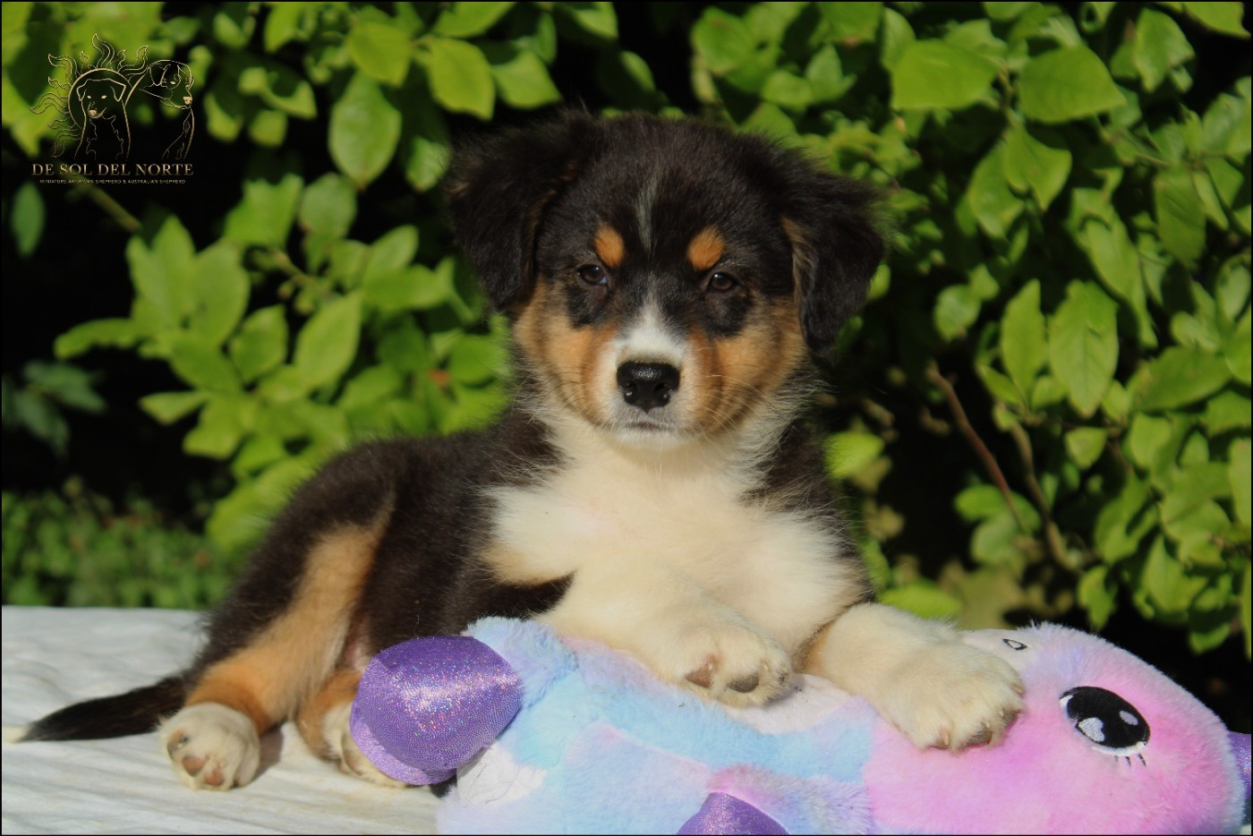 De Sol Del Norte - Chiots disponibles - Berger Australien