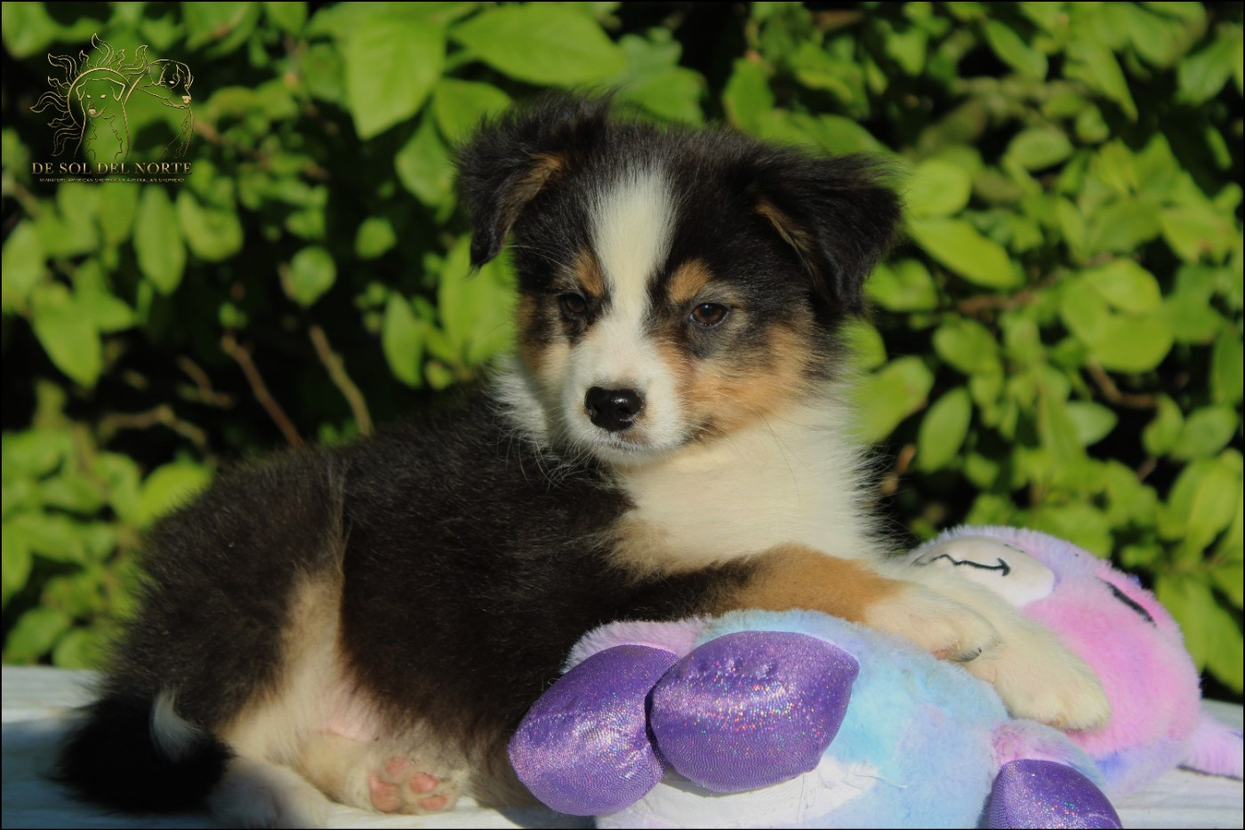 De Sol Del Norte - Chiots disponibles - Berger Australien