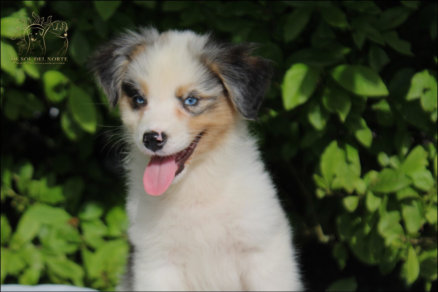 De Sol Del Norte - Chiots disponibles - Berger Australien