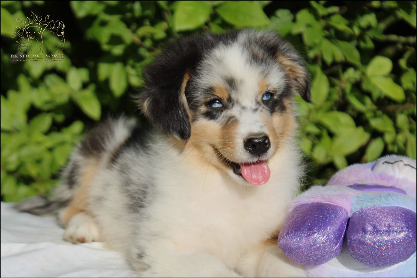 De Sol Del Norte - Chiots disponibles - Berger Australien