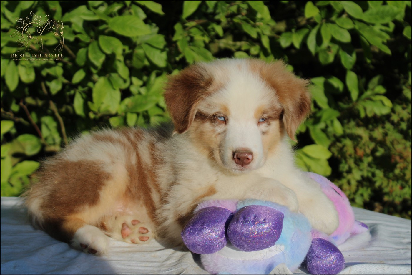 De Sol Del Norte - Chiots disponibles - Berger Australien