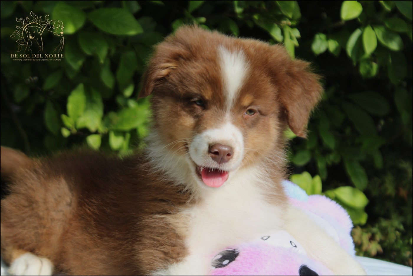 De Sol Del Norte - Chiots disponibles - Berger Australien