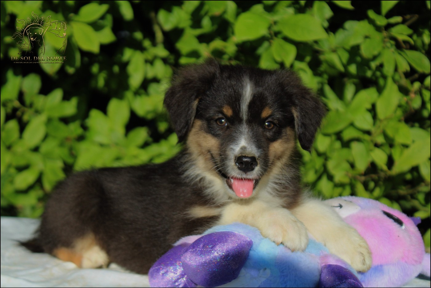 De Sol Del Norte - Chiots disponibles - Berger Australien
