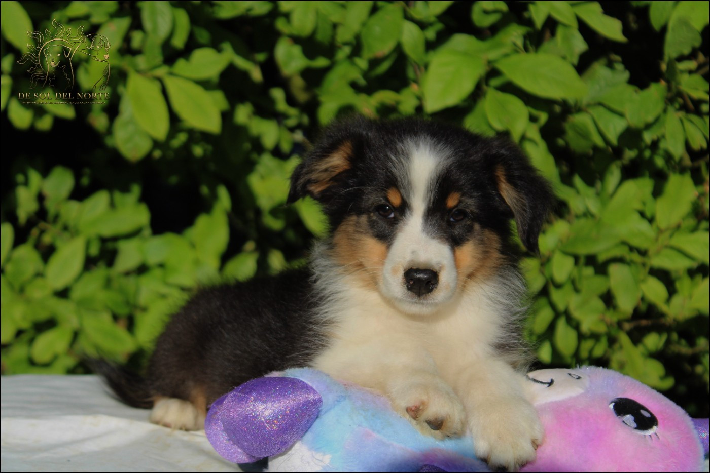 De Sol Del Norte - Chiots disponibles - Berger Australien