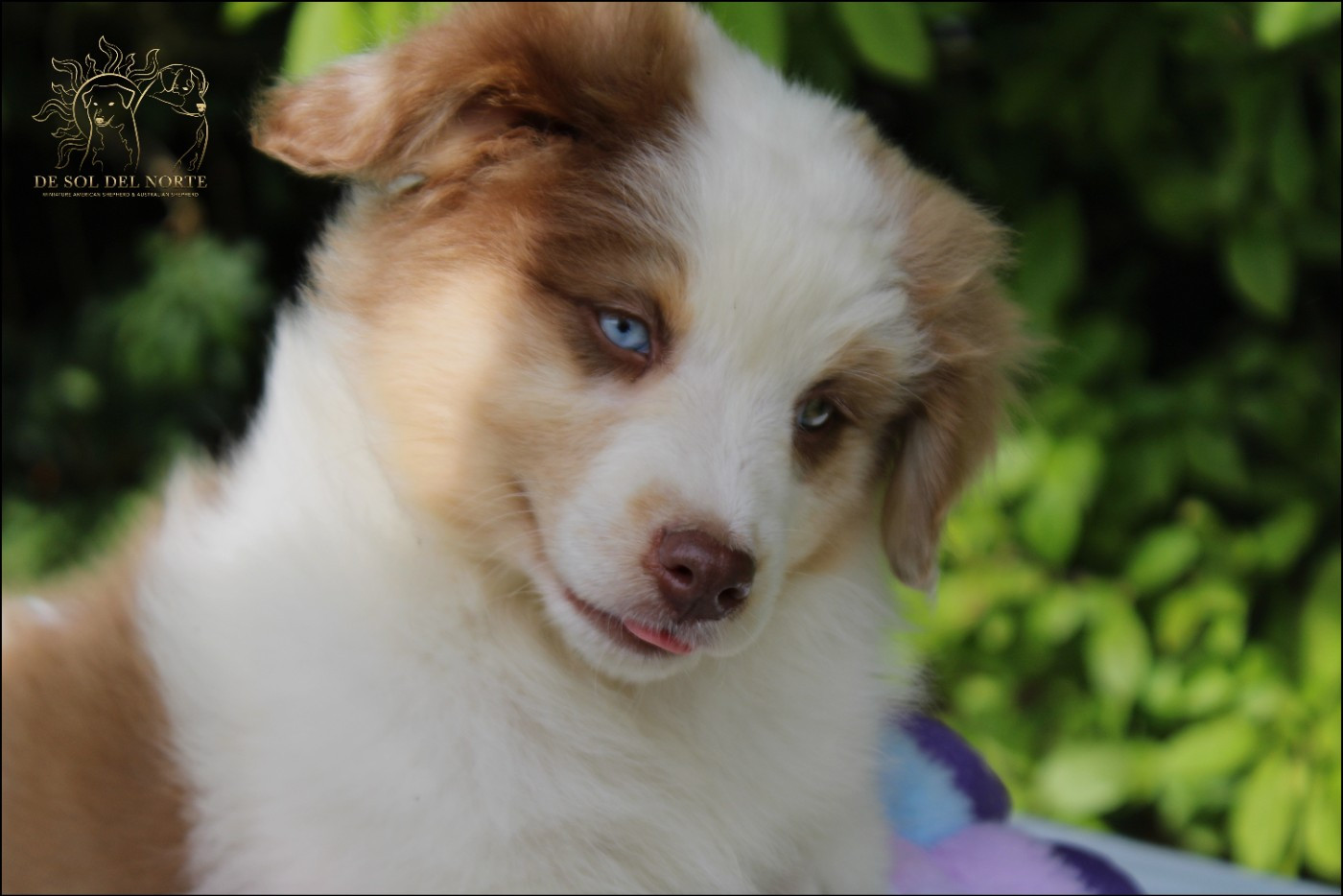 De Sol Del Norte - Chiots disponibles - Berger Australien