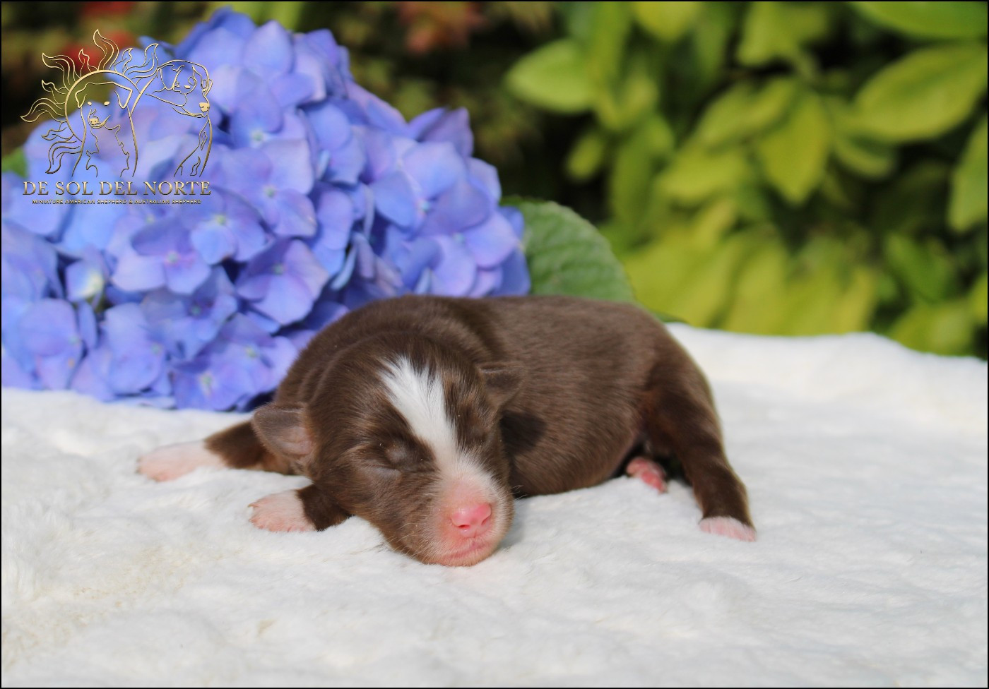De Sol Del Norte - Chiots disponibles - Berger Américain Miniature 
