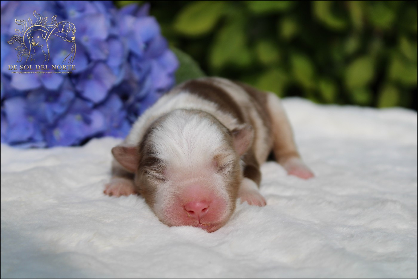 De Sol Del Norte - Chiots disponibles - Berger Américain Miniature 