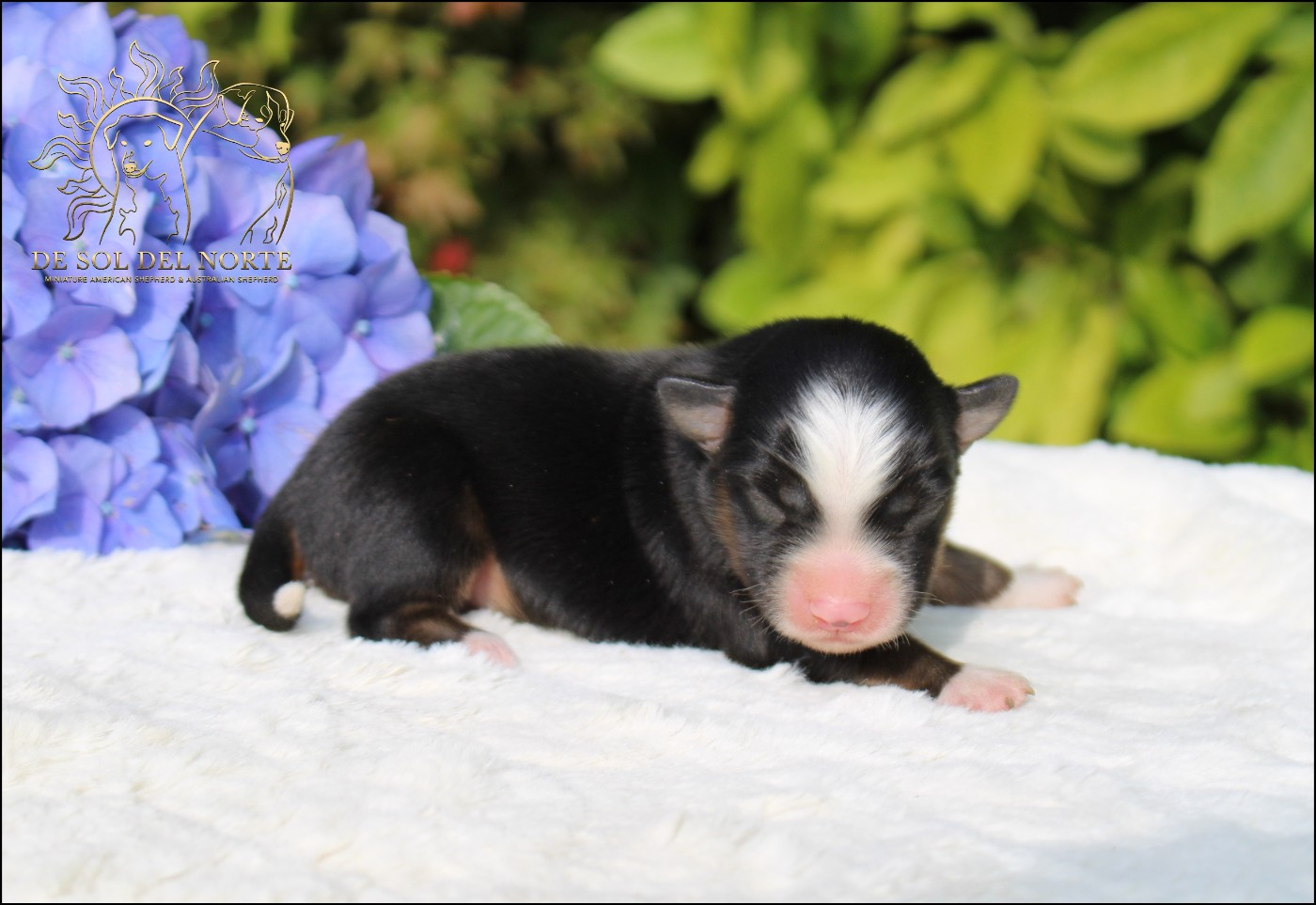 De Sol Del Norte - Chiots disponibles - Berger Américain Miniature 