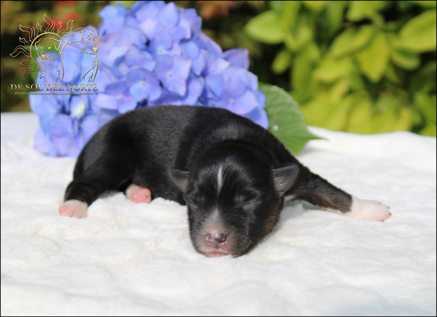 De Sol Del Norte - Chiots disponibles - Berger Américain Miniature 