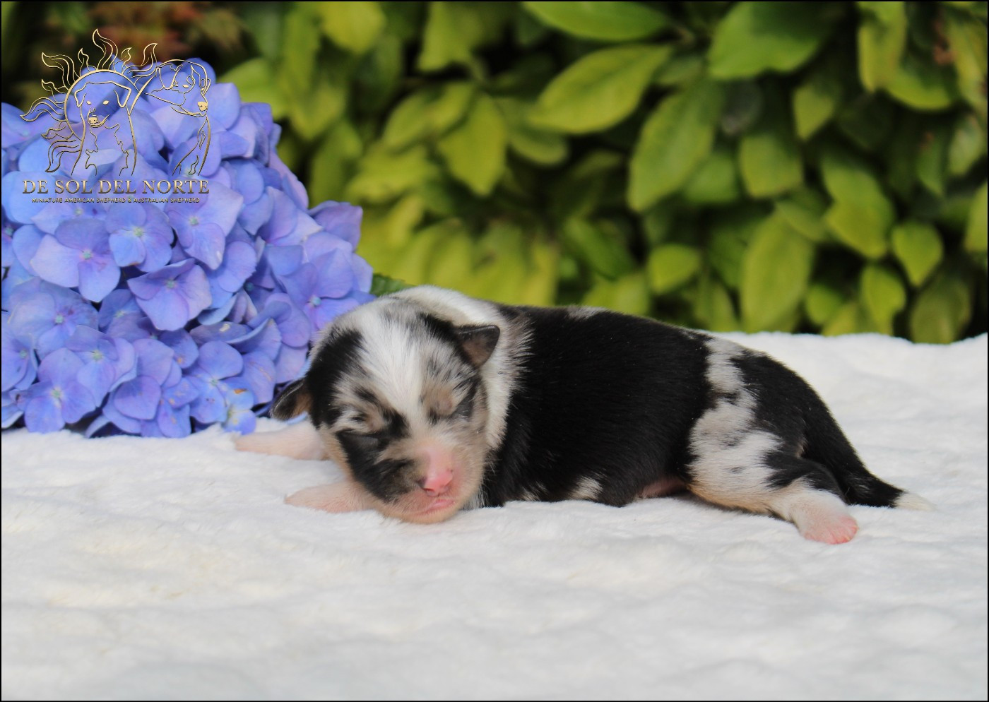 De Sol Del Norte - Chiots disponibles - Berger Américain Miniature 