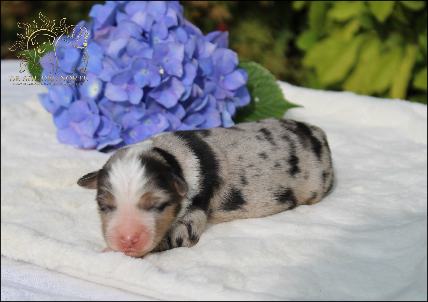 De Sol Del Norte - Chiots disponibles - Berger Américain Miniature 