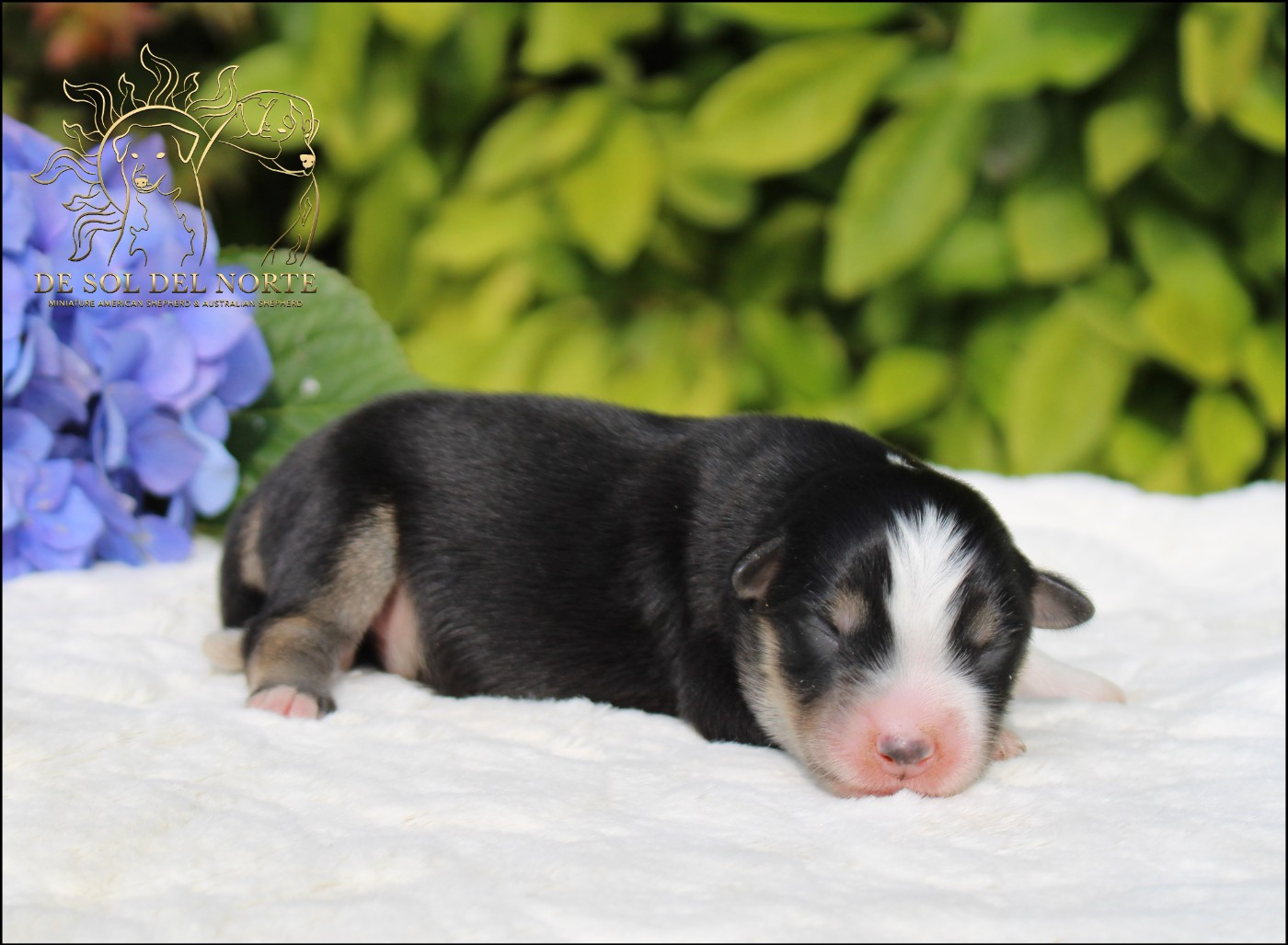 De Sol Del Norte - Chiots disponibles - Berger Américain Miniature 