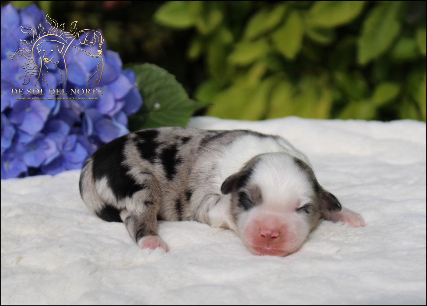 De Sol Del Norte - Chiots disponibles - Berger Américain Miniature 