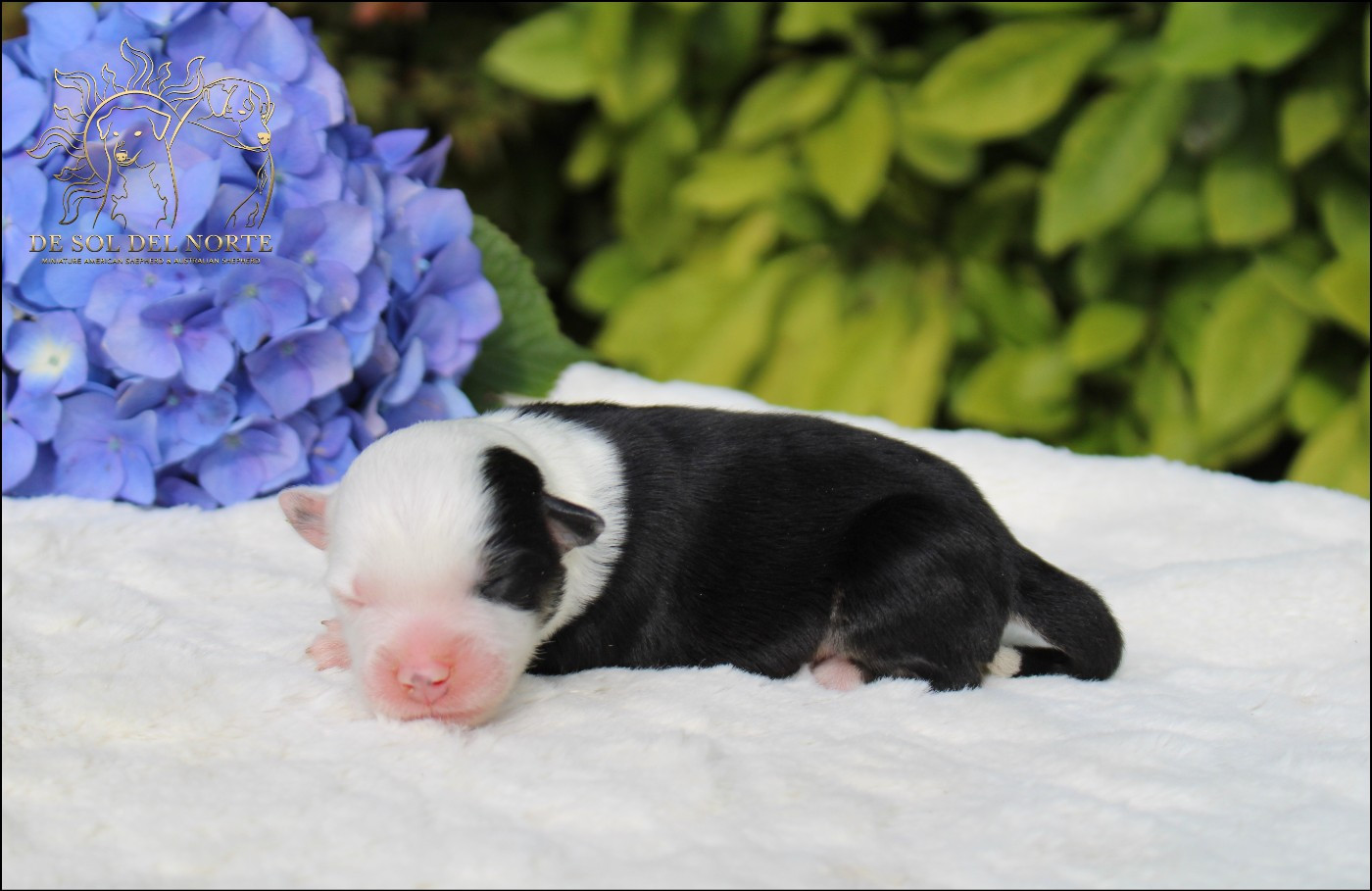 De Sol Del Norte - Chiots disponibles - Berger Américain Miniature 