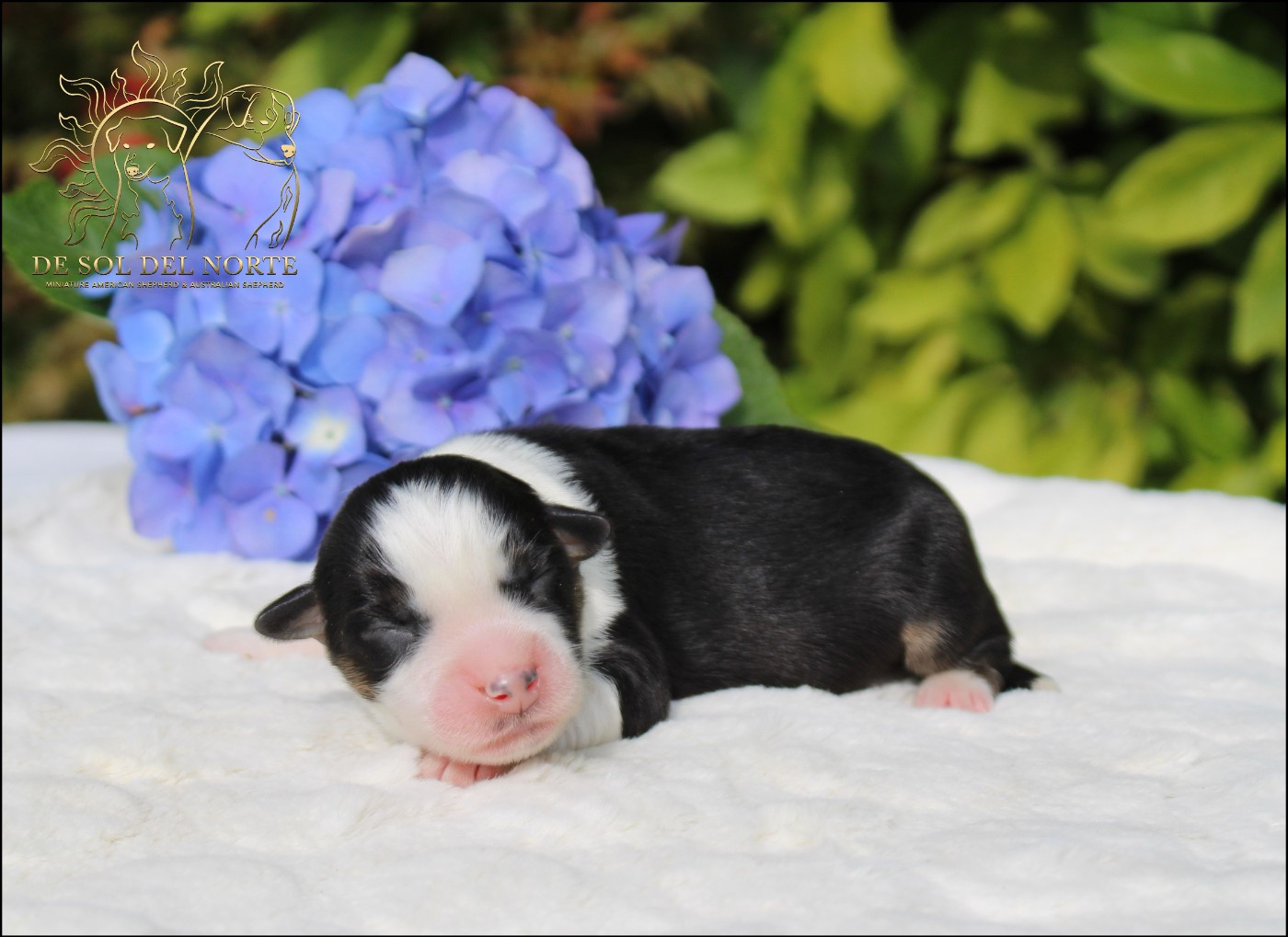 De Sol Del Norte - Chiots disponibles - Berger Américain Miniature 