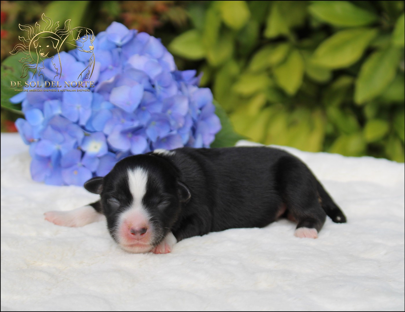 De Sol Del Norte - Chiots disponibles - Berger Américain Miniature 