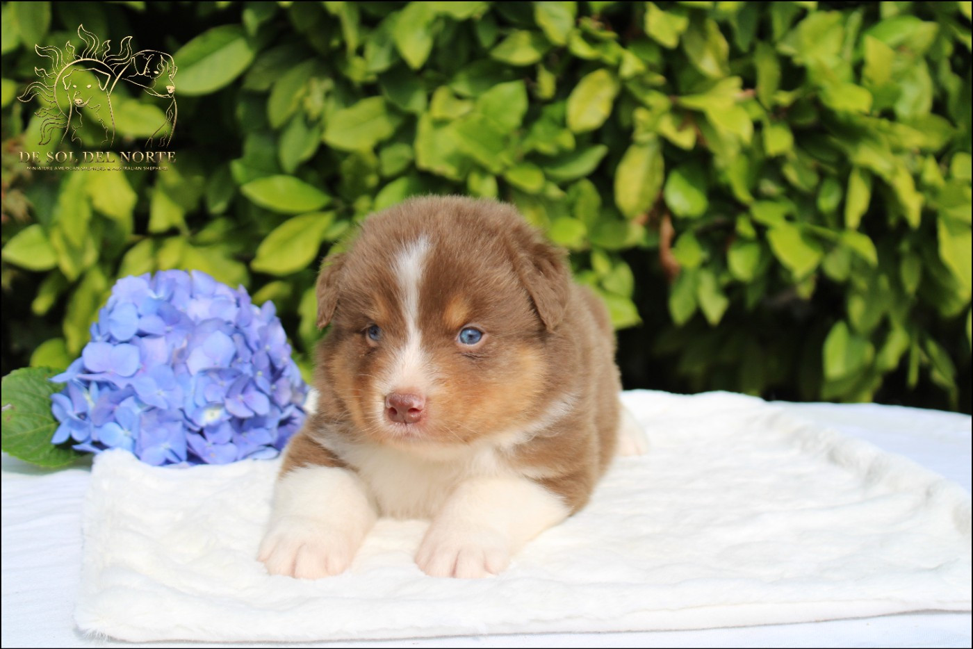 De Sol Del Norte - Chiots disponibles - Berger Australien