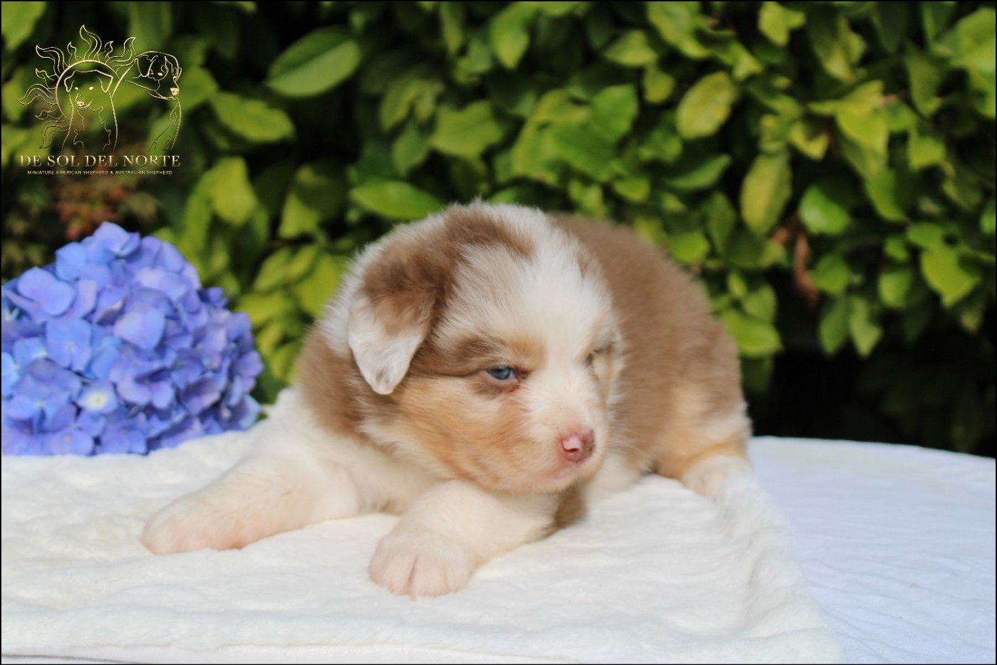 De Sol Del Norte - Chiots disponibles - Berger Australien
