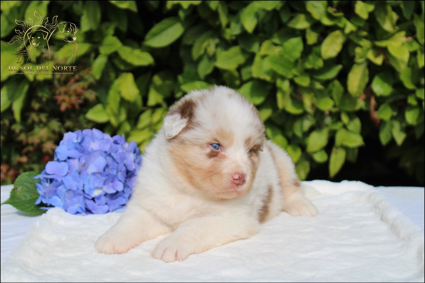 De Sol Del Norte - Chiots disponibles - Berger Australien