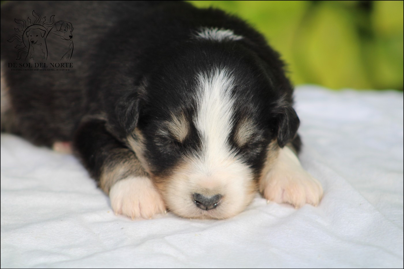 De Sol Del Norte - Chiots disponibles - Berger Américain Miniature 
