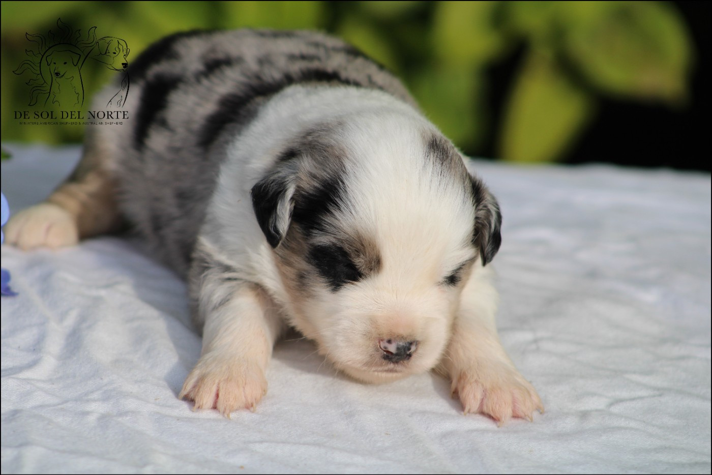 De Sol Del Norte - Chiots disponibles - Berger Américain Miniature 