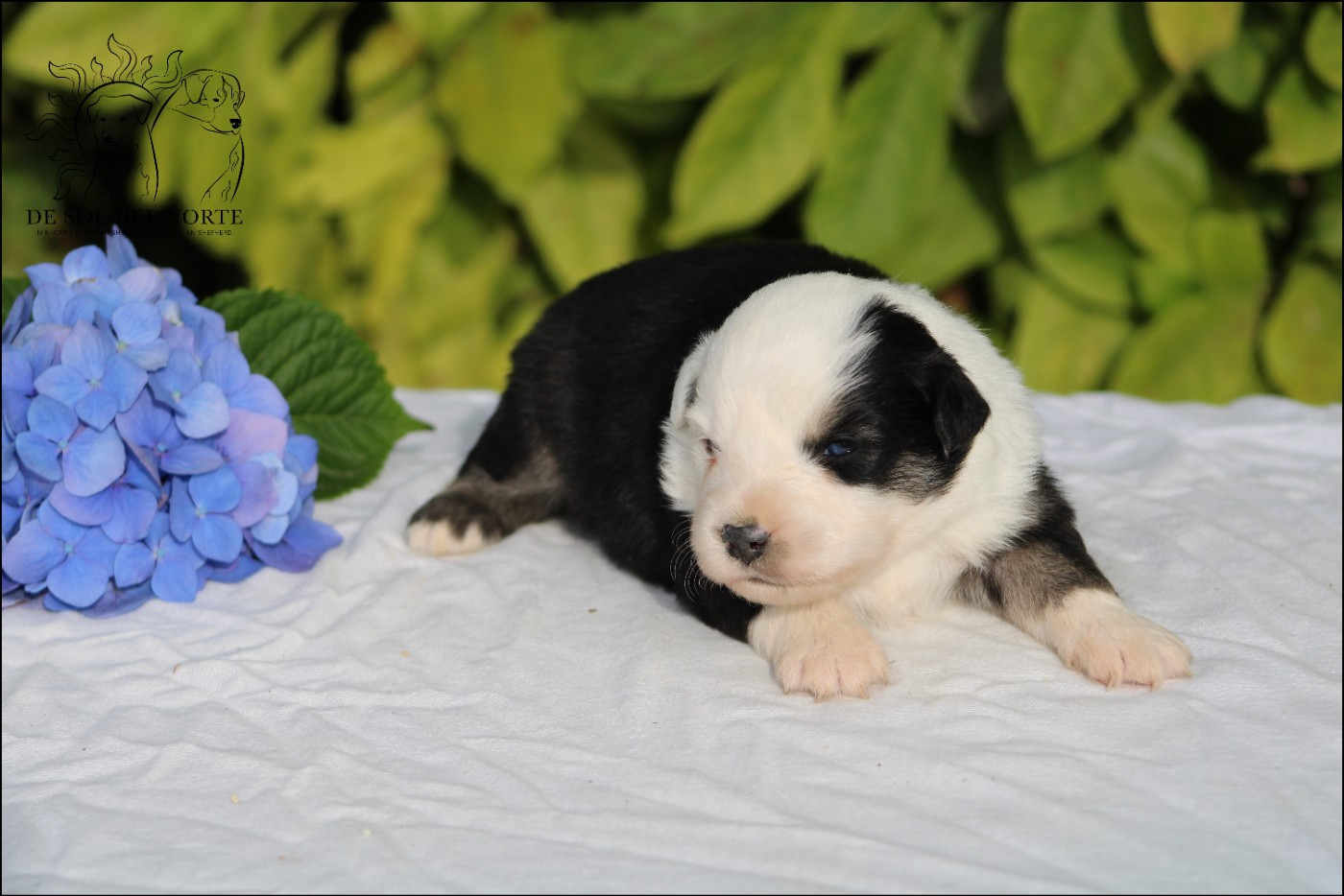 De Sol Del Norte - Chiots disponibles - Berger Américain Miniature 