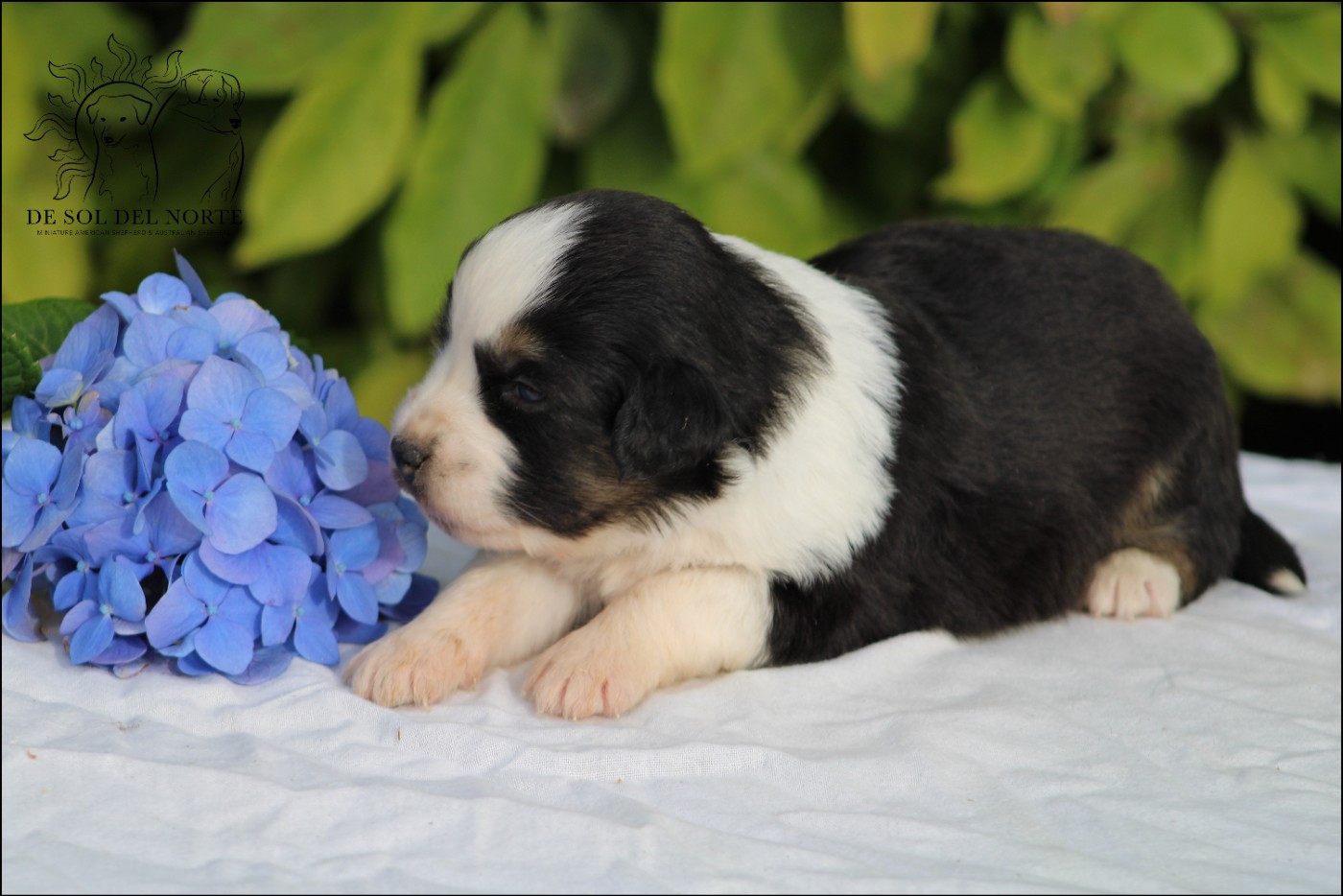 De Sol Del Norte - Chiots disponibles - Berger Américain Miniature 