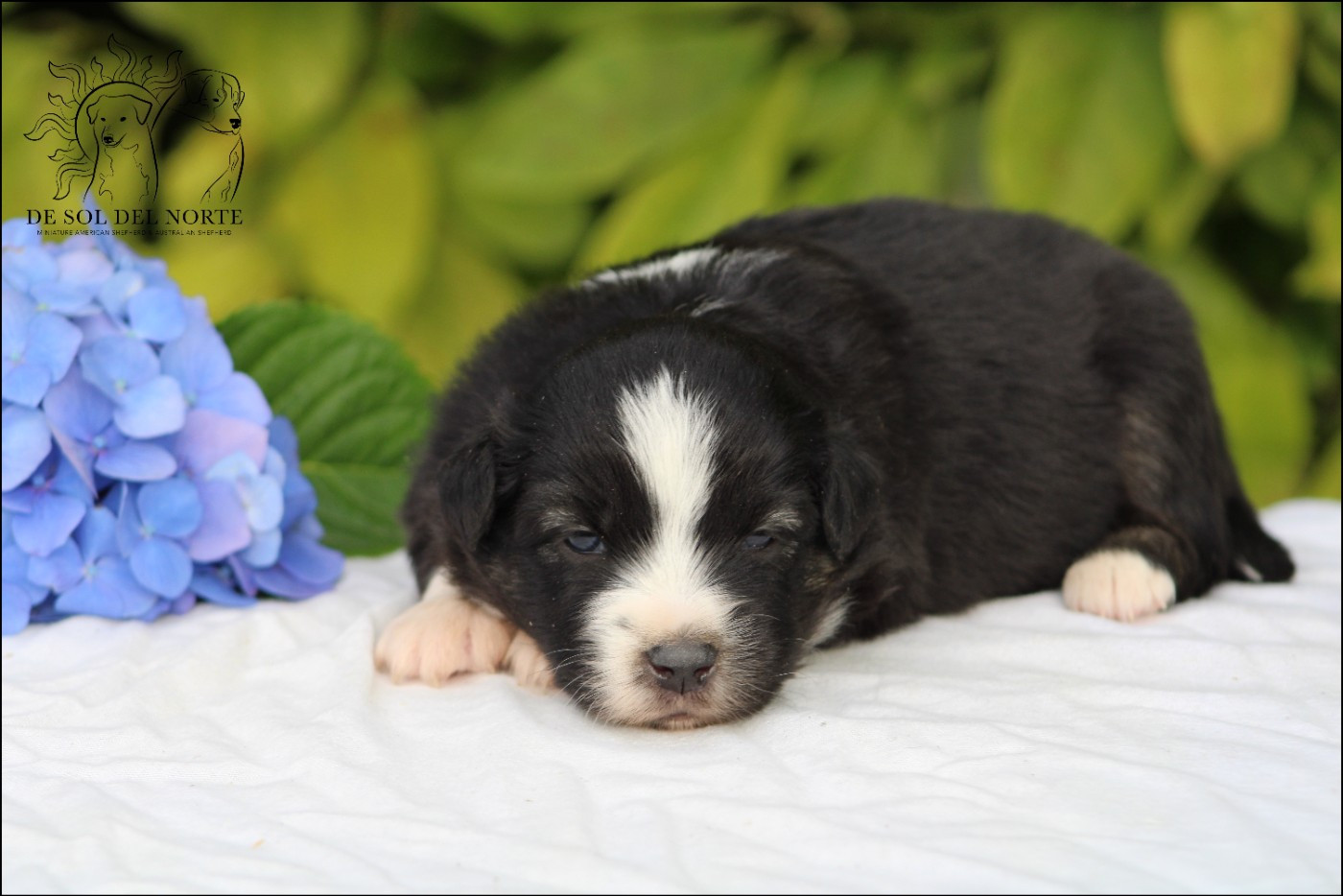 De Sol Del Norte - Chiots disponibles - Berger Américain Miniature 