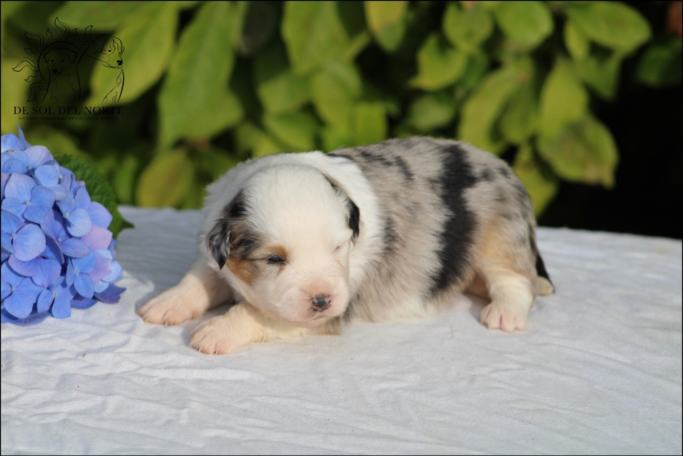 De Sol Del Norte - Chiots disponibles - Berger Américain Miniature 