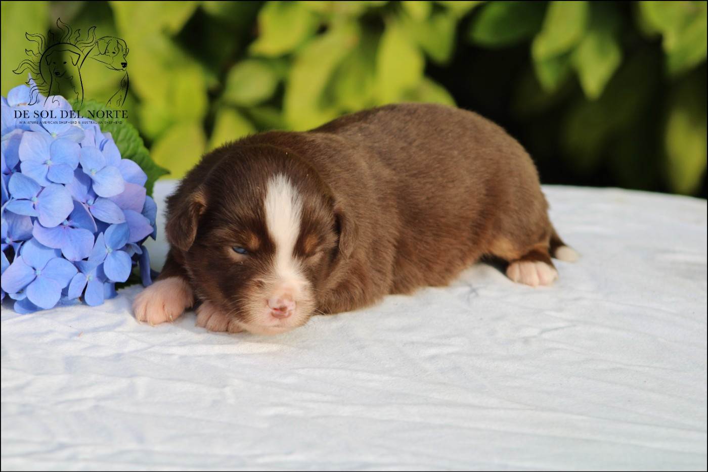 De Sol Del Norte - Chiots disponibles - Berger Américain Miniature 