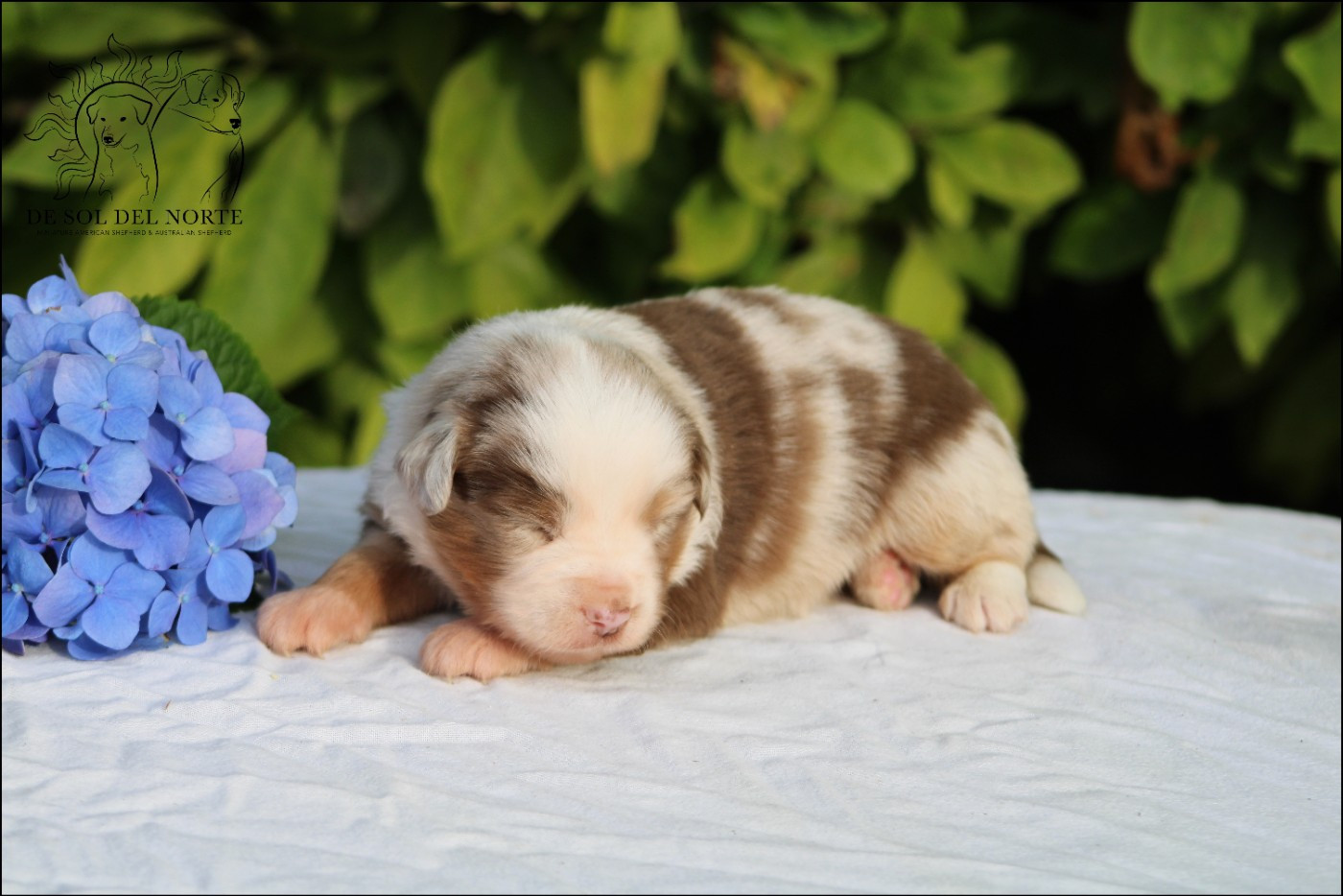 De Sol Del Norte - Chiots disponibles - Berger Américain Miniature 