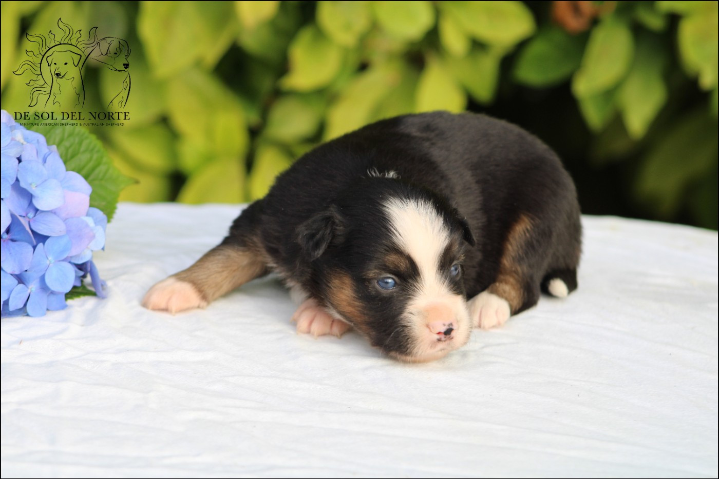 De Sol Del Norte - Chiots disponibles - Berger Américain Miniature 