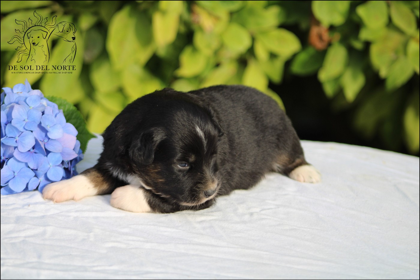 De Sol Del Norte - Chiots disponibles - Berger Américain Miniature 